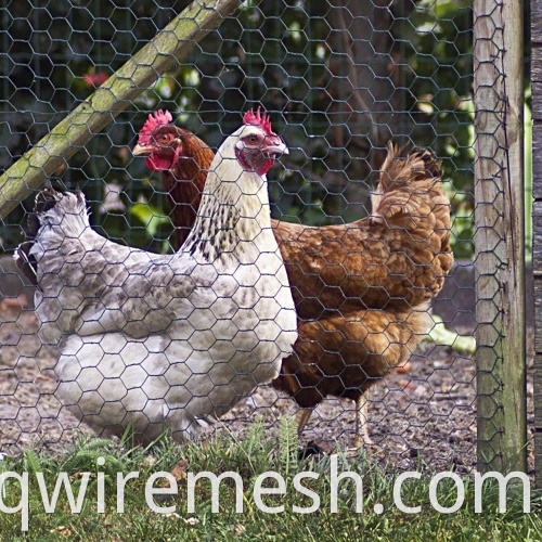 Mesh 13 mm-50 mm groen kippengaas met gegalvaniseerde kern en PVC-coating
